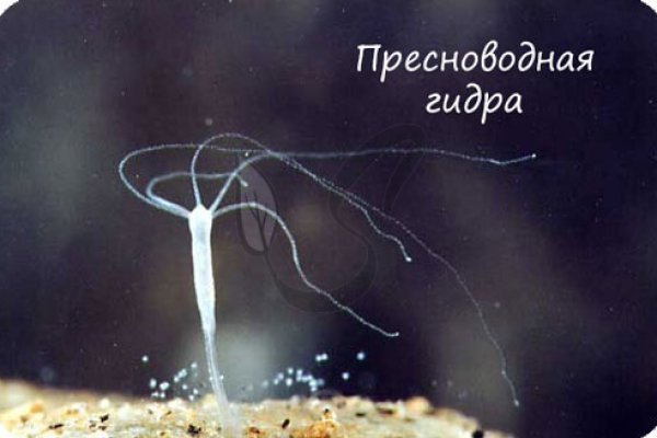 Кракен гидра супернет