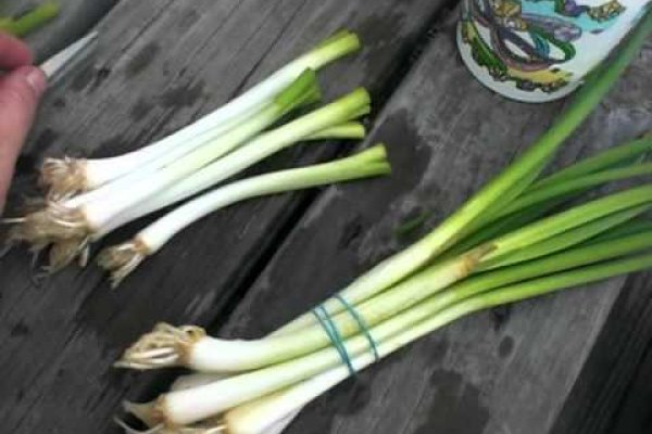 Ссылка на кракен onion kraken dark link