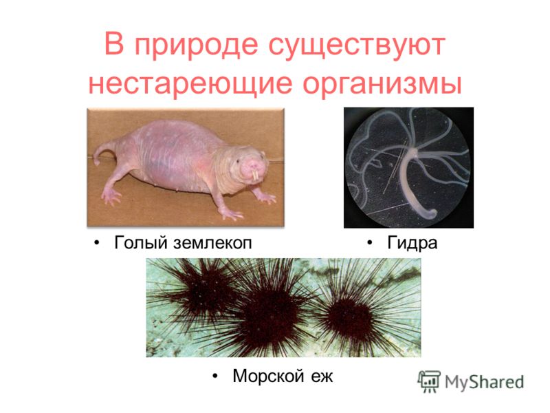 Сайт мега кракен